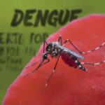 Dengue mosquito aedes